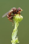 Conopidae Conopidae