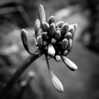 flower n°1 flower n°1