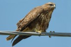 Poiana (Buteo buteo) Poiana (Buteo buteo)