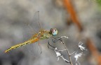 Libellula Ripresa A Mano Libera. Libellula Ripresa A Mano Libera.