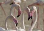 Wildlife Sanctuary Dubai Wildlife Sanctuary Dubai