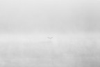The flight to the dreamland The flight to the dreamland