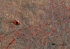 Rosso d'inverno Rosso d'inverno