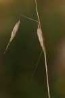 Il grillo che credeva fosse una spiga Il grillo che credeva fosse una spiga