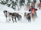 Sleddog Sleddog