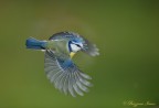Cinciarella in volo Cinciarella in volo