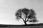 Albero solitario