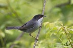 Occhiocotto (Sylvia melanocephala) Occhiocotto (Sylvia melanocephala)