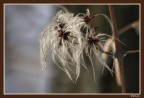 .|natura|.