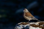Fanello (Carduelis cannabina) Fanello (Carduelis cannabina)