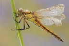 Orthetrum cancellatum (Linnaeus, 1758)