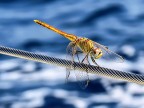 Bokeh marino Bokeh marino