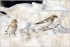 Zigoli delle Nevi (Plectrophenax nivalis) Zigoli delle Nevi (Plectrophenax nivalis)