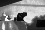 gatto nero gatto nero