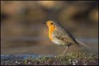 Robin Robin