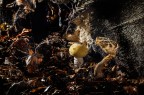 nel sottobosco nel sottobosco