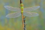 Anax imperator....