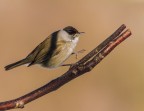 L'equilibrista L'equilibrista