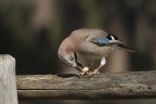 Ghiandaia (Garrulus glandarius) Ghiandaia (Garrulus glandarius)