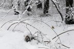 durante la nevicata durante la nevicata