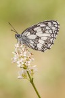 Melanargia galathea Melanargia galathea