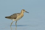 Combattente (Philomachus pugnax) Combattente (Philomachus pugnax)