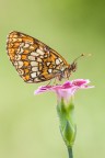 Melitaea athalia