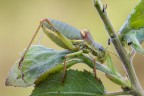 Orthoptera Orthoptera