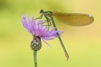 Calopteryx splendens Calopteryx splendens