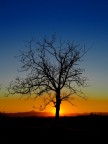 Solitario Solitario