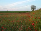 ultimo campo di papaveri ultimo campo di papaveri
