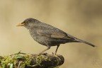 Turdus merula