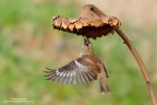 Un boccone al volo Un boccone al volo