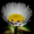 Samsung NX30 e 60mm Macro