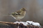 fringuella fringuella