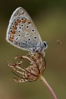 Polyommatus Icarus Polyommatus Icarus