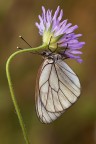 Aporia crataegi Aporia crataegi
