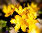 Crocus giallo Crocus giallo