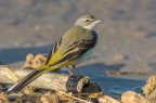 Motacilla cinerea
