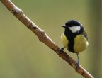 cinciallegra cinciallegra