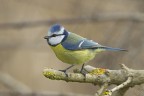Cinciarella (Cyanistes caeruleus) Cinciarella (Cyanistes caeruleus)