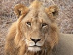Leone Leone