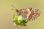 Melitaea athalia