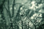 frozen chirp frozen chirp