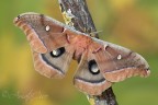Antheraea polyphemus Antheraea polyphemus