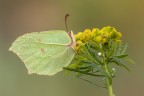 Cedronella Cedronella