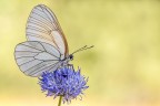 Aporia Aporia