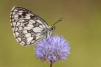 Melanargia galathea