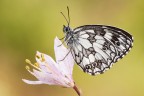 Melanargia galathea