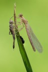 Calopteryx splendens Calopteryx splendens